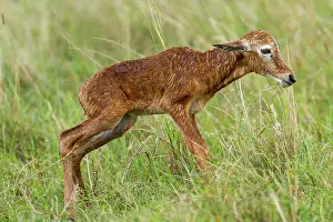 Topi: just after birth