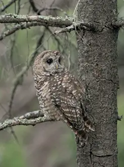 District: Just before dusk the male Mexican Spotted owl perching