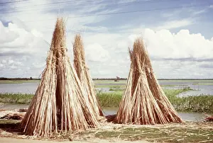 Drying: JUTE - DRYING