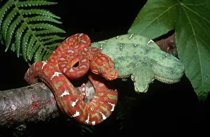 Boas: Juvenile and Adult Emerald Tree Boas
