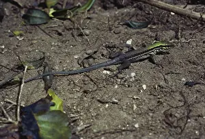 Ameiva: Juvenile Ameiva Lizard