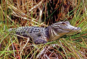 Mississippiensis: Juvenile American Alligator