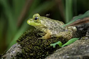 Mosquito: Juvenile American bullfrog with mosquito on its back