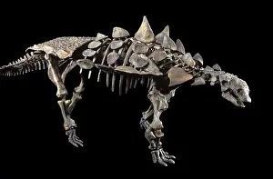 Armored: Juvenile Ankylosaur (armored dinosaur) of the Lower