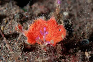 Frogfish: Juvenile Antennatus Frogfish