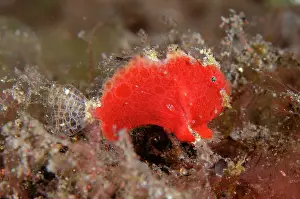 Secrets: Juvenile Antennatus Frogfish - night dive, Seraya