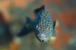161018: Juvenile Areolate Grouper - Pong Pong dive site