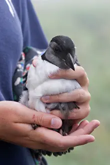 Machias: Juvenile Atlantic Puffin (Fratercula arctica)
