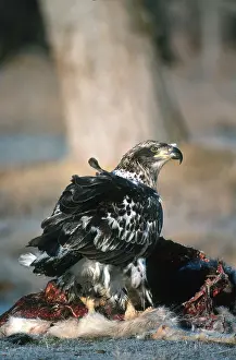Mule: Juvenile Bald Eagle Scavenging Mule Deer