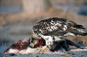 Mule: Juvenile Bald Eagle Scavenging Mule Deer