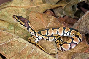 Constricting: Juvenile Ball Python