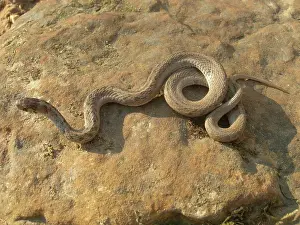 Natrix: Juvenile Banded Water Snake