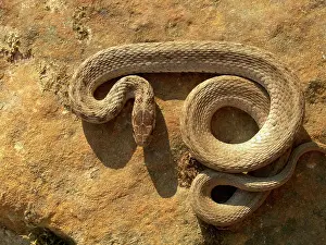 Natrix: Juvenile Banded Water Snake