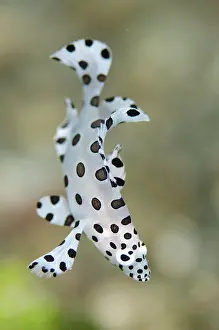 Grouper: Juvenile Baramundi Cod