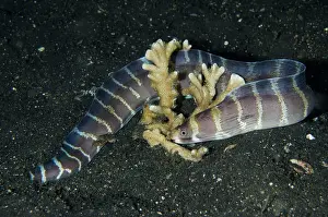 Eels: Juvenile Barred Moray Eel