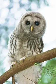 Varia: Juvenile barred owl, Strix varia, Stanley