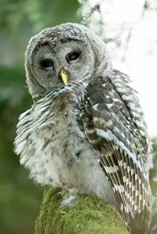 Varia: Juvenile barred owl, Strix varia, Stanley