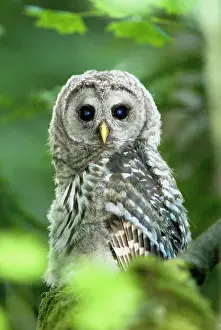 Varia: Juvenile barred owl, Strix varia, Stanley