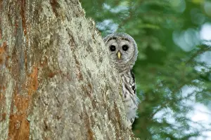 Varia: Juvenile barred owl, Strix varia, Stanley