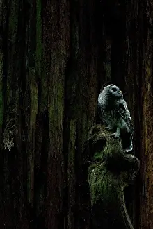 Chordate: Juvenile barred owl, Strix varia, Stanley