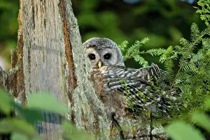 Chordate: Juvenile barred owl, Strix varia, Stanley