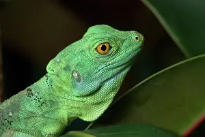 Plumifrons: Juvenile Basilisk Lizard