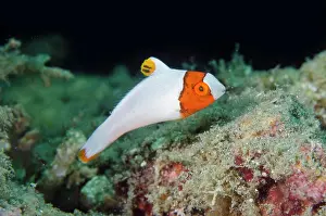 Band: Juvenile Bicolor Parrotfish