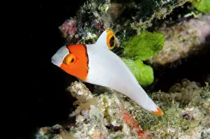Scaridae: Juvenile Bicolor Parrotfish - Lipah Beach dive site