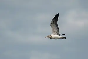 Harbour: Juvenile Black-backed Gull