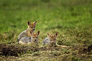 Jackal: Juvenile Black-backed Jackal, Maasai Mara