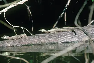 Caimans: Juvenile Black Caimans