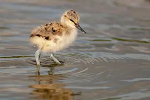 Avocet: Juvenile black-capped avocet (Recurvirostra avosetta)