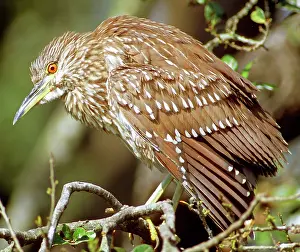 Blackcrowned: Juvenile Black-crowned Night-Heron