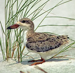 Hides: Juvenile Black Skimmer
