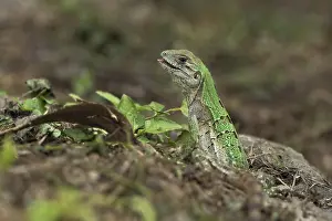 Iguana: Juvenile Black Spiny-tailed Iguana (Ctenosaura similis)