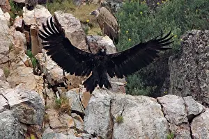 Aegypius: Juvenile Black Vulture - wings spread