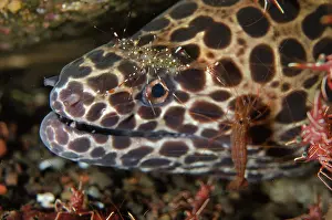 Prawn: Juvenile Blackspotted Moray