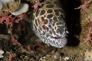 Prawn: Juvenile Blackspotted Moray with Clear Cleaner Shrimp
