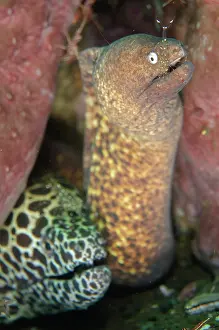 Prawn: Juvenile Blackspotted Moray with White-eyed Moray Eel