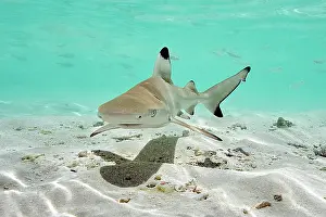 Blacktip: Juvenile blacktip reef shark (Carcharhinus melanopterus)