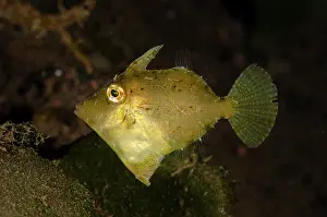 Spine: Juvenile Blotchy Filefish - with erect trigger -