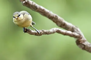 Front View: A juvenile of Blue Tit (Cyanistes caeruleus) perched on branch and looking at camera
