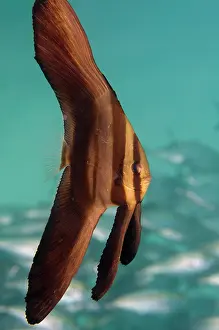 Papua: Juvenile Blunthead Batfish
