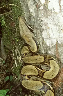 Constricting: Juvenile boa constrictor