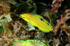 Halichoeres: Juvenile Canary Wrasse - Bulakan dive site, Seraya