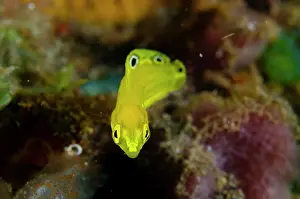 Halichoeres: Juvenile Canary Wrasse - Bulakan dive site, Seraya