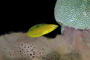Sponge: Juvenile Canary Wrasse - by Sponge (Porifera Phylum)