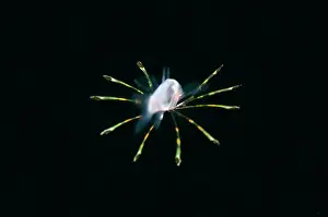 Dash: Juvenile Cardinalfish