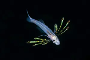 Dash: Juvenile Cardinalfish