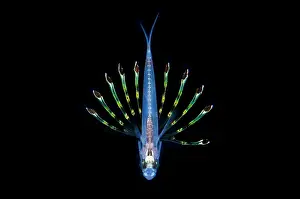 Dash: Juvenile Cardinalfish